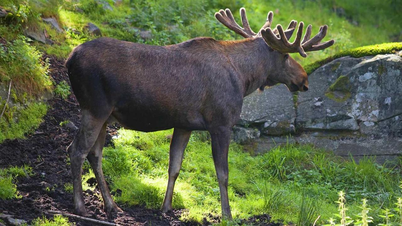 Villa Granhede -Sjoelaege Med Badtunna, Eldstad Med Mera Torsby Bagian luar foto